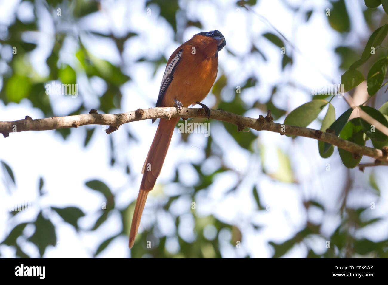 weibliche Paradise Flycatcher, Berenty Reserve, Madagaskar Stockfoto