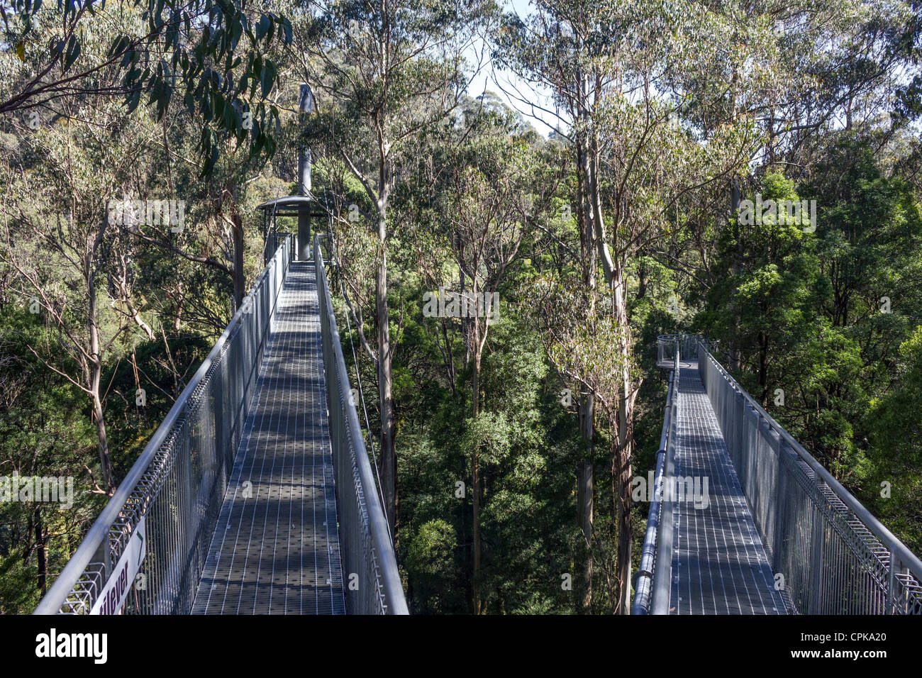 Otway Fly Treetop Walk, Great Otway National Park, Victoria, Australien Stockfoto