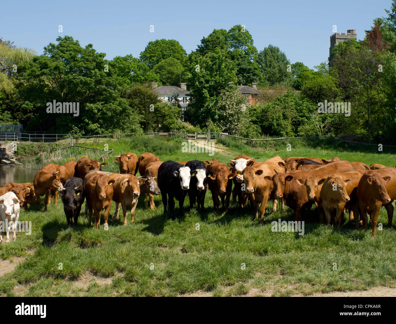 Eine Herde Kühe auf einem Feld stehen, in die Kamera schaut. Stockfoto
