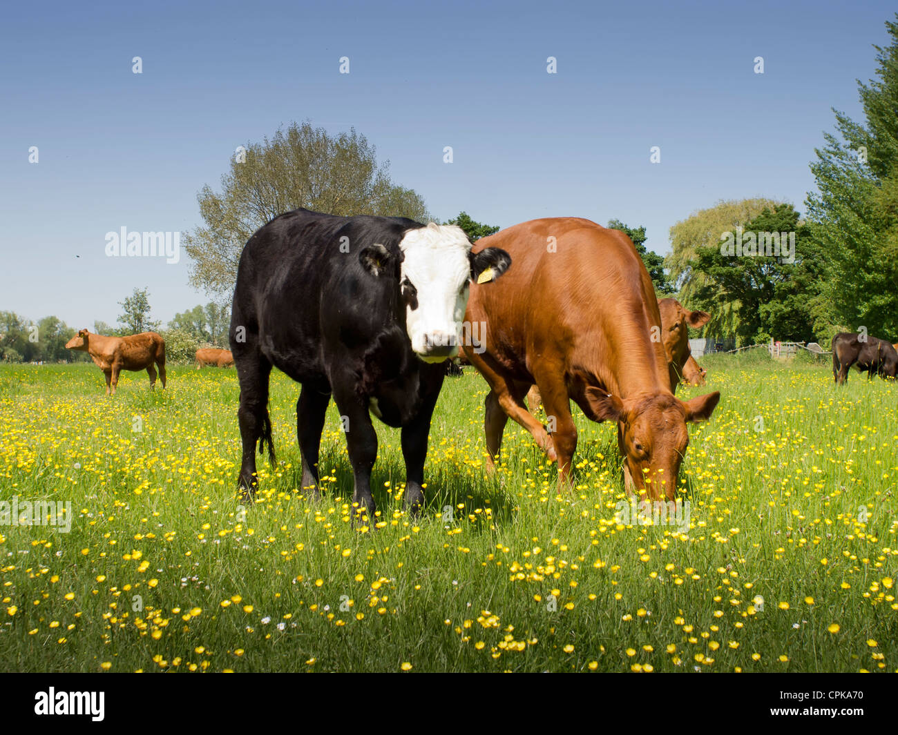 Zwei Kühe in einem Feld voller Butterblumen auf dem Lande. Stockfoto