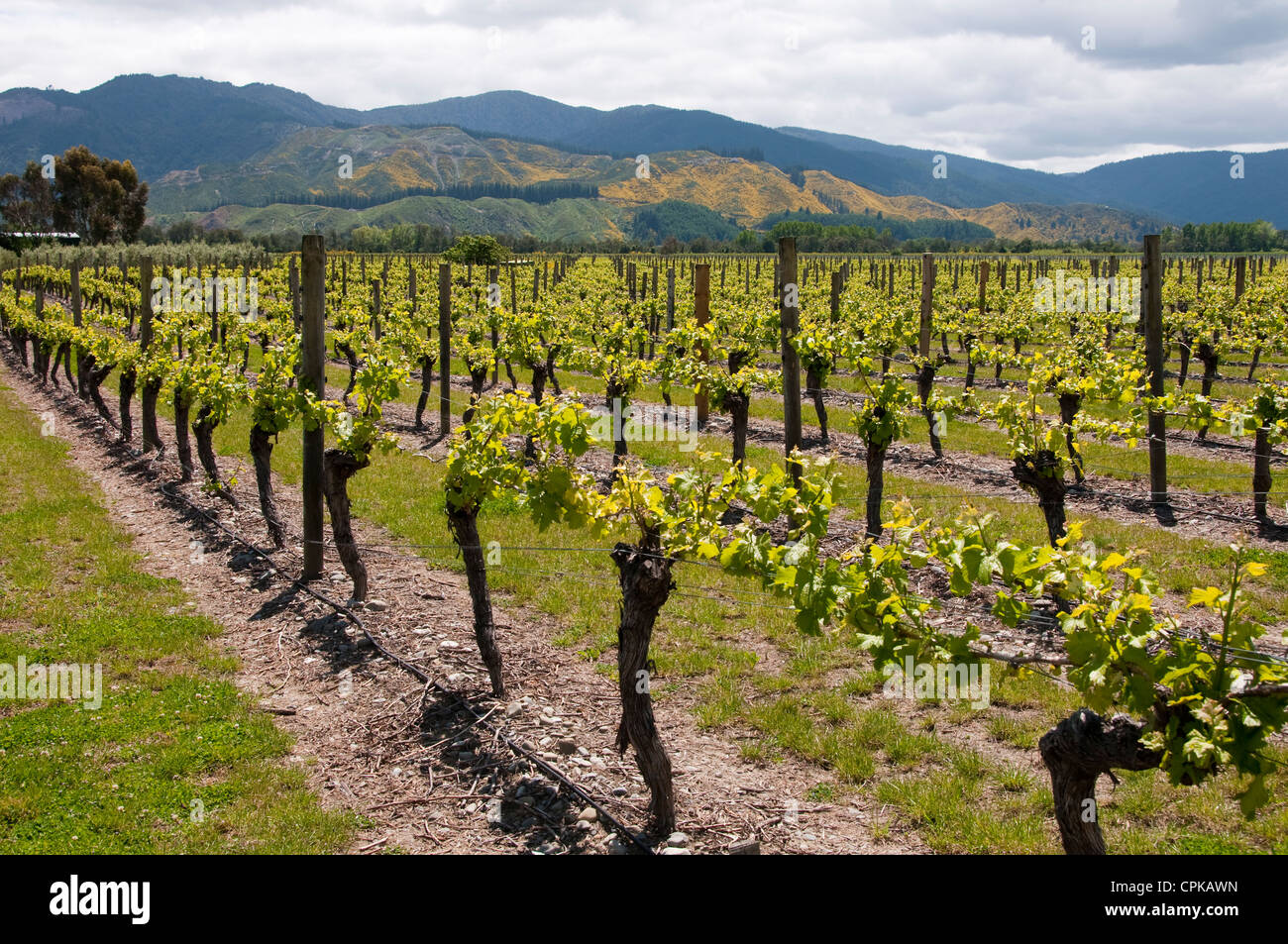 Neuseeland Südinsel Marlborough, Weingut Tour am Wairau Weinberge des Sauvignon Blanc Pinot Noir Wein Verkostung Stockfoto