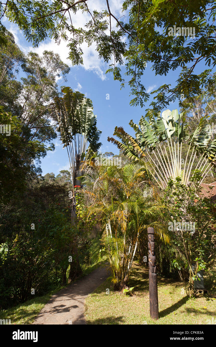 Gärten im Vakona Lodge, Andasibe, Madagaskar zeigt Reisenden Palm (Ravenala Madagascariensis) Stockfoto