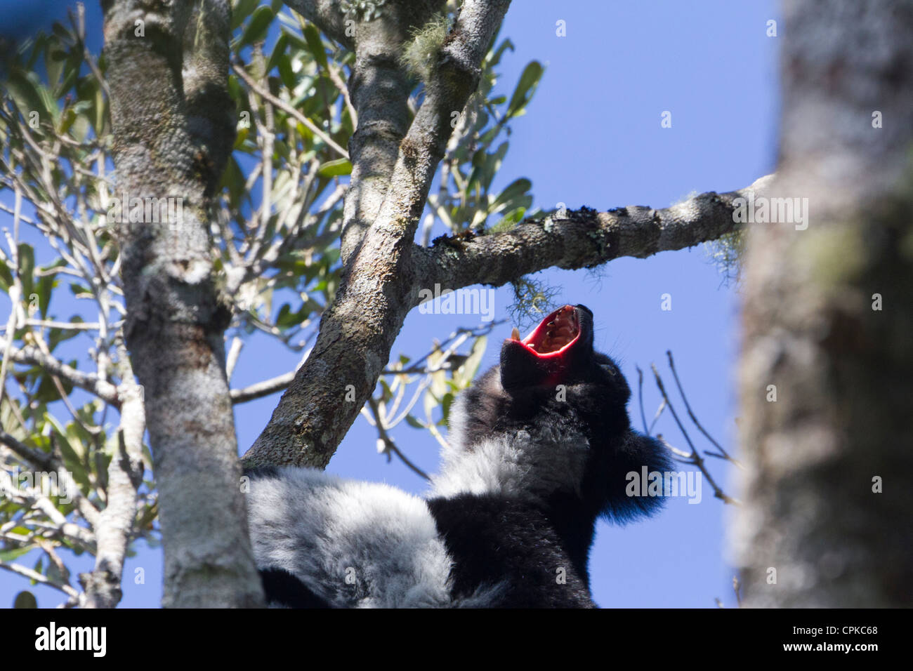 Indri Lemuren Dröhnen, Andasibe Reservat, Madagaskar Stockfoto