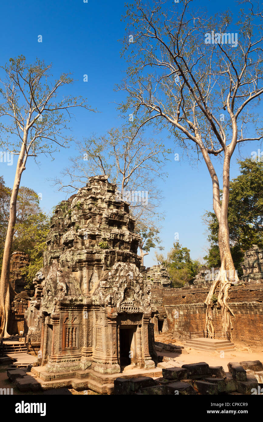 Ta Prohm Tempel Detail, Siem Reap, Kambodscha Stockfoto