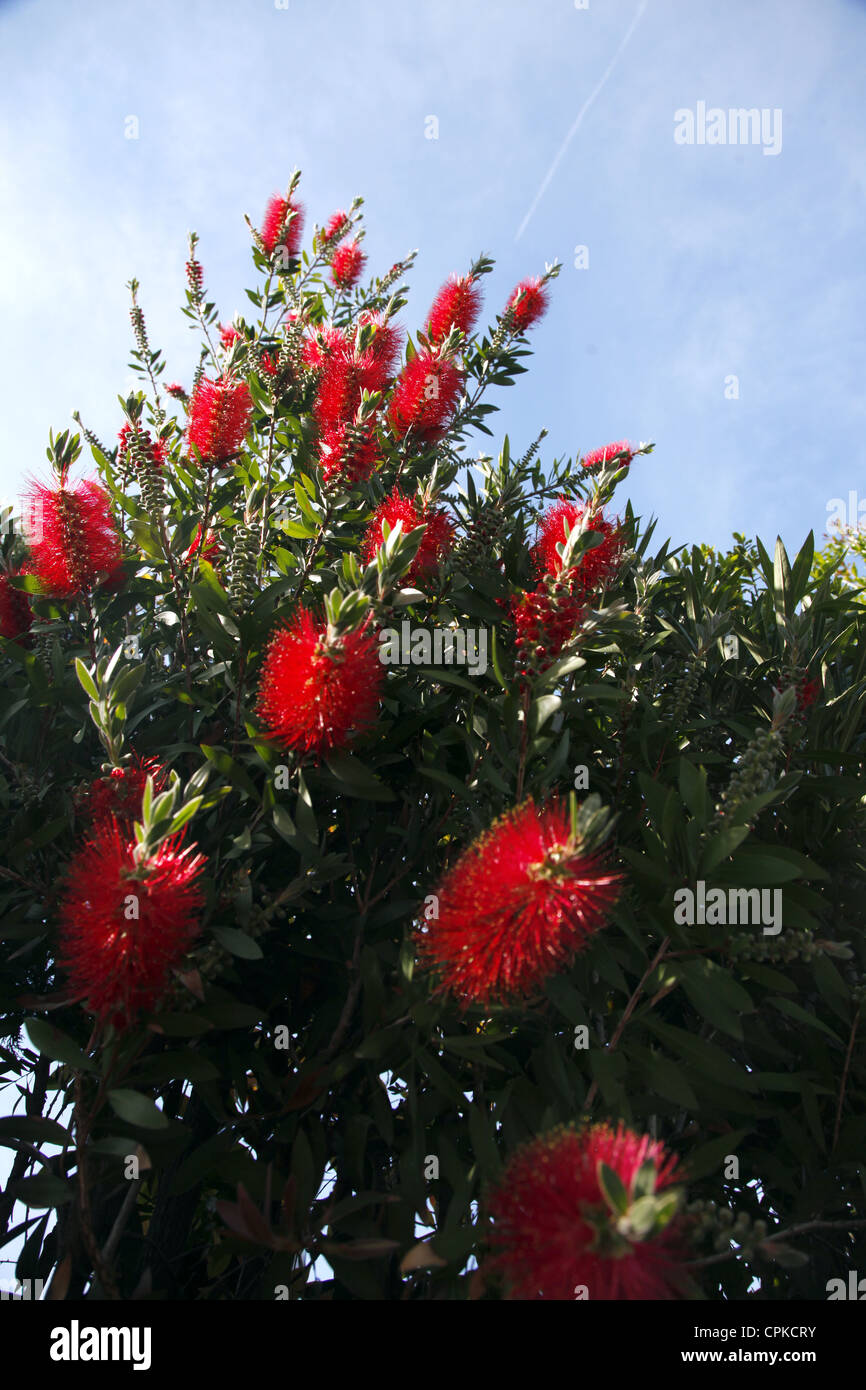 ZYLINDERPUTZER VIMINALIS POHUTUKAWA FLOWER PISA Toskana Italien 11. Mai 2012 Stockfoto