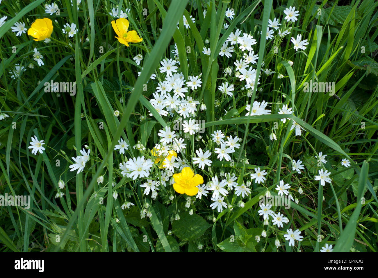 Wildblumen weiße Stitchwort und gelben Butterblume wächst in Hecke im Frühjahr in West Wales UK KATHY DEWITT Stockfoto