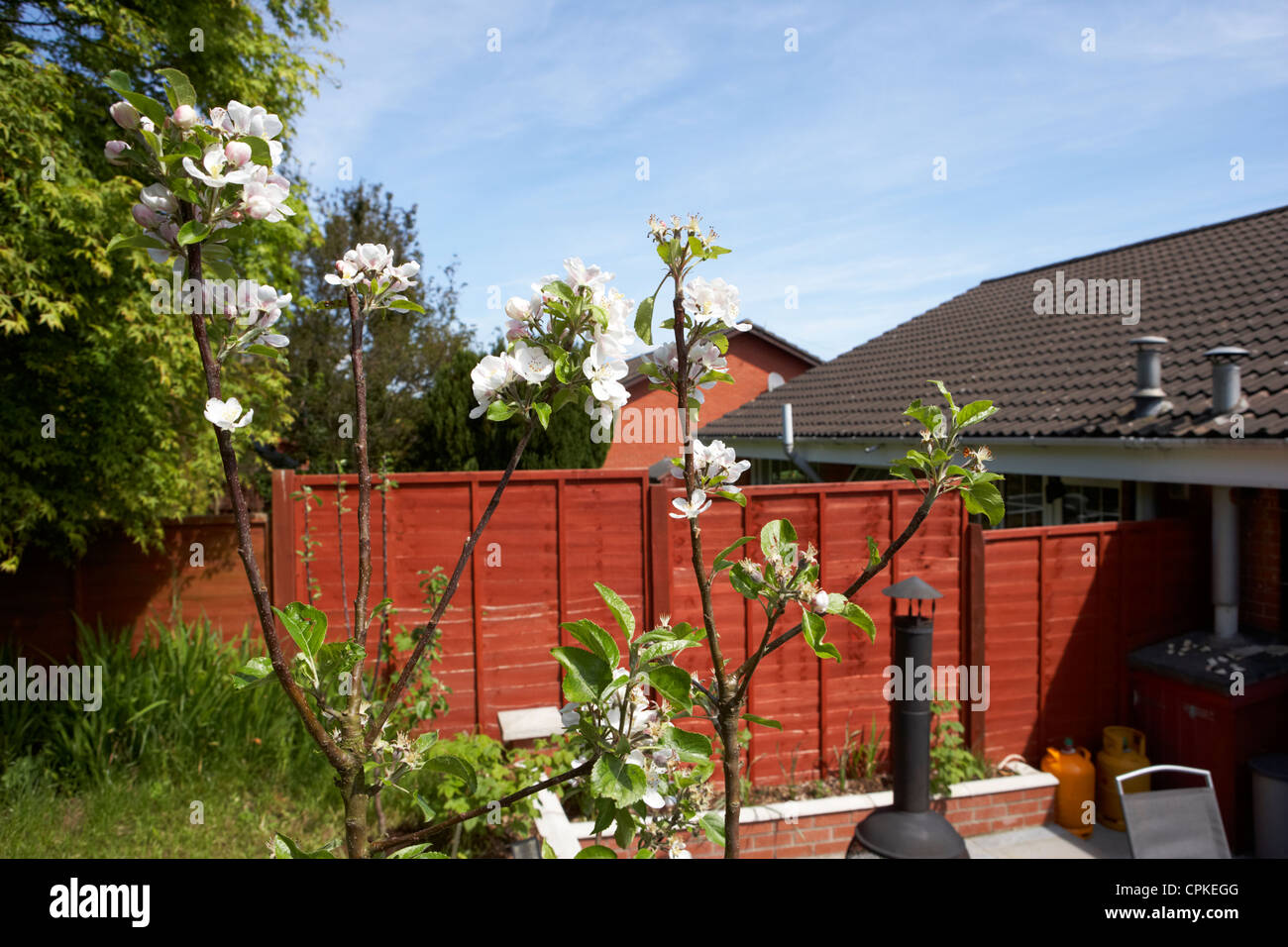 Apfelblüten auf eine Entdeckung Apfelbaum in einem Hausgarten in Großbritannien Stockfoto