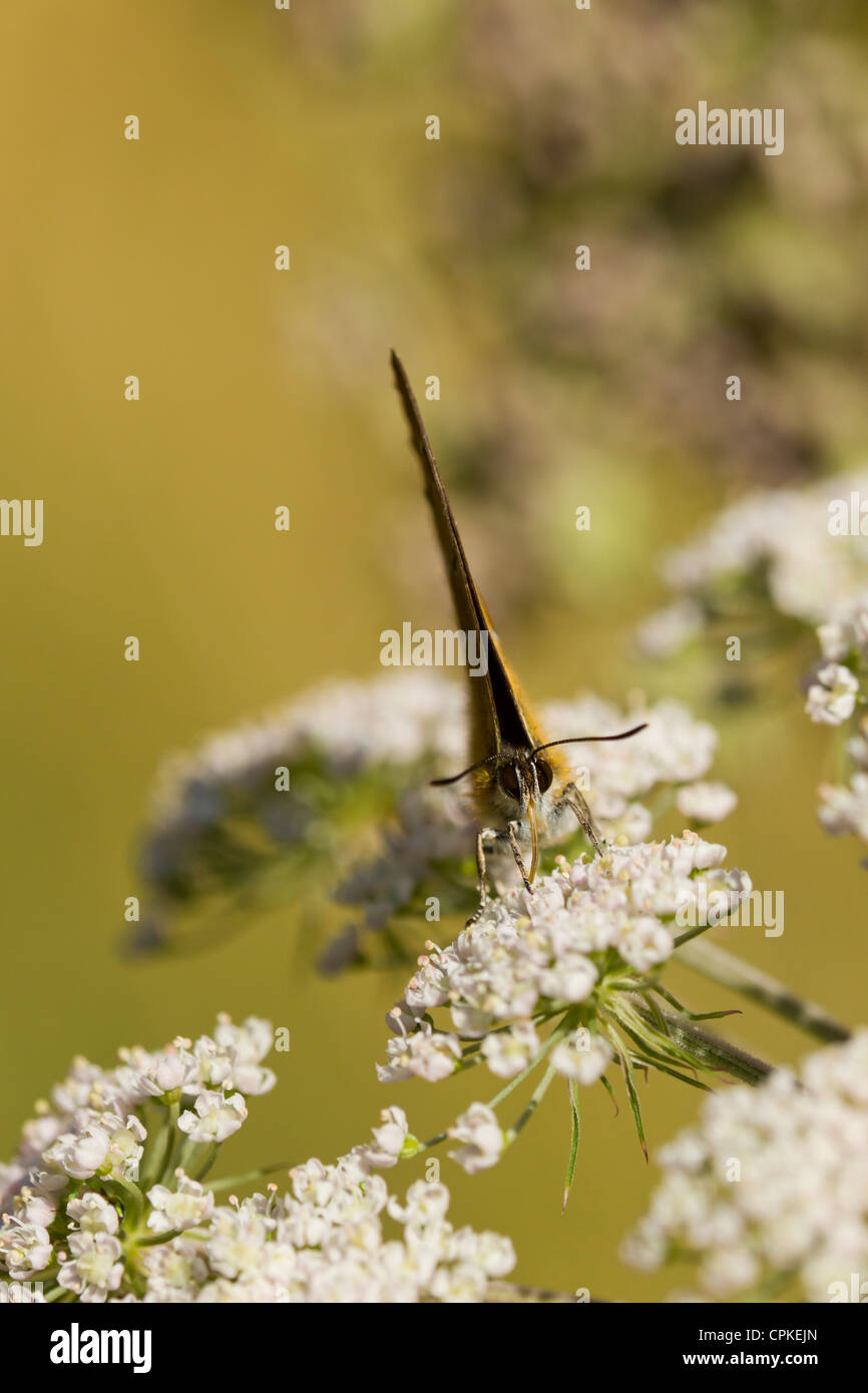 Braun Zipfelfalter Thekla Butelae Männchen ernähren sich von Wild Angelica in Whitecross Green Wood, Oxfordshire im August. Stockfoto