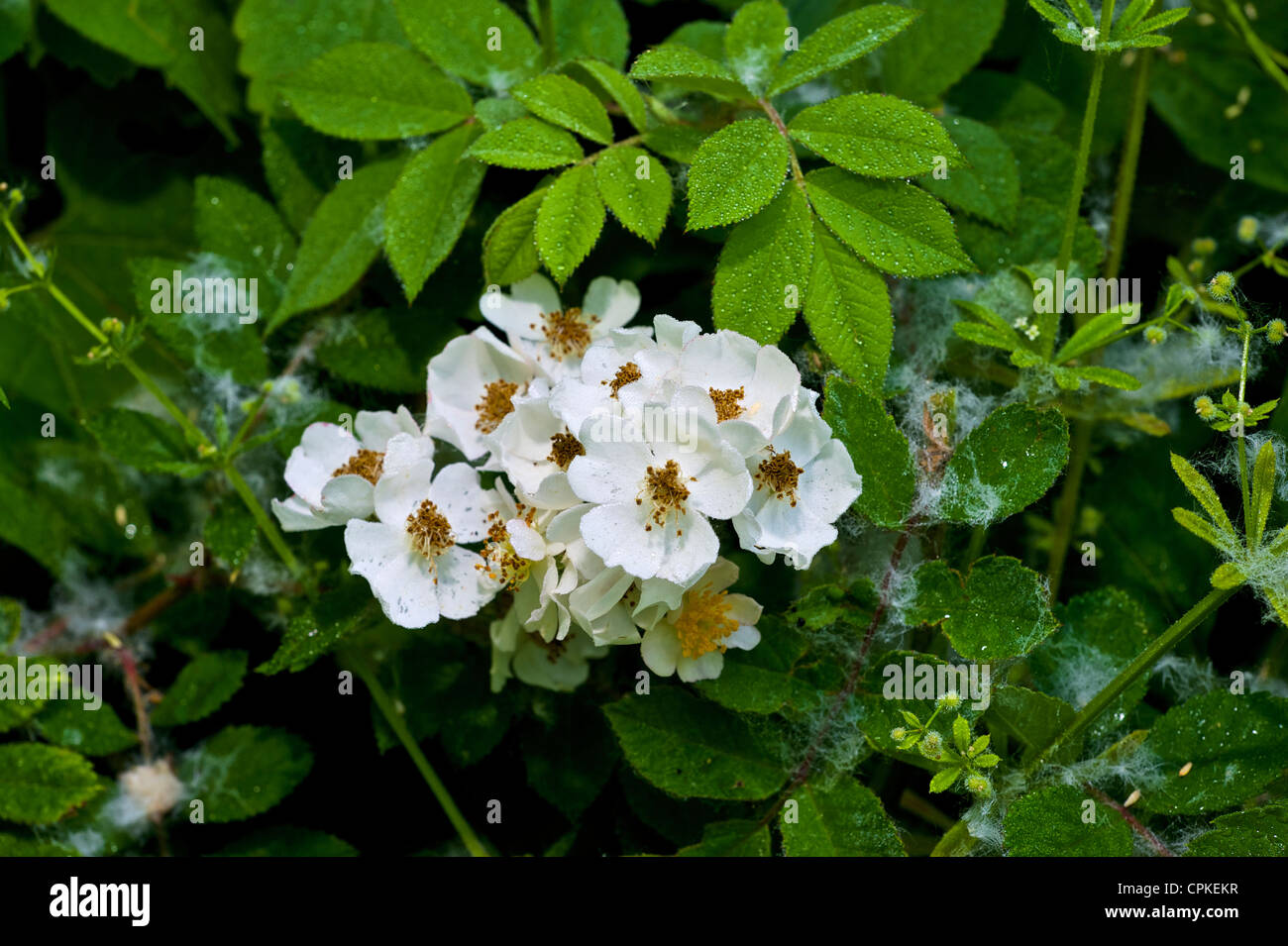 die Rosa multifora Blume Pflanze Stockfoto