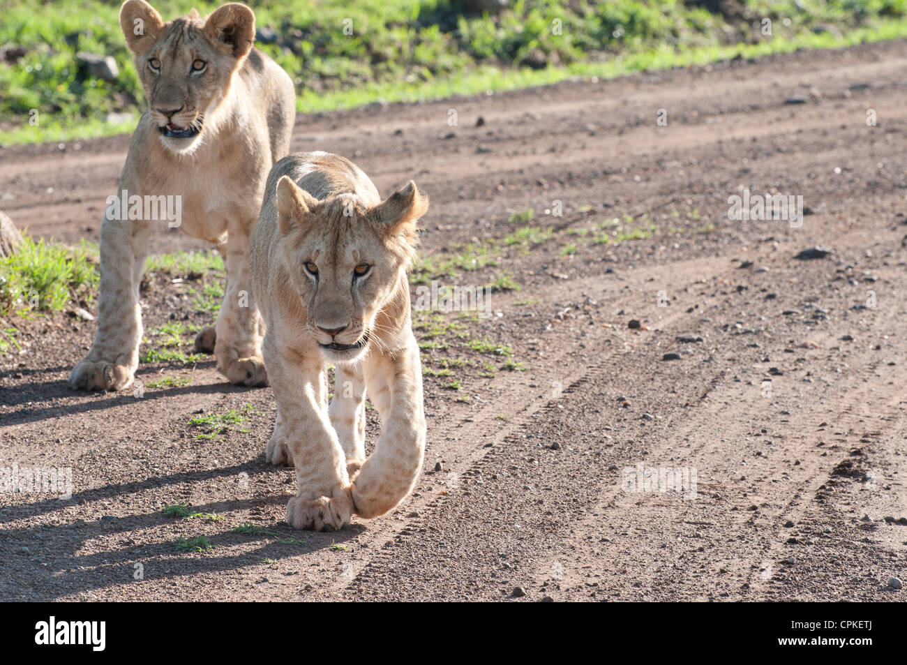 Baby-zu Fuß die Straße in Ostafrika Masai Mara Löwenbabys Stockfoto