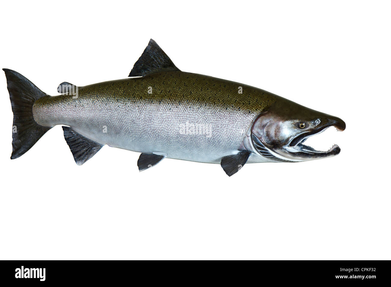 Großen pazifischen King Salmon auf weißem Hintergrund Stockfoto