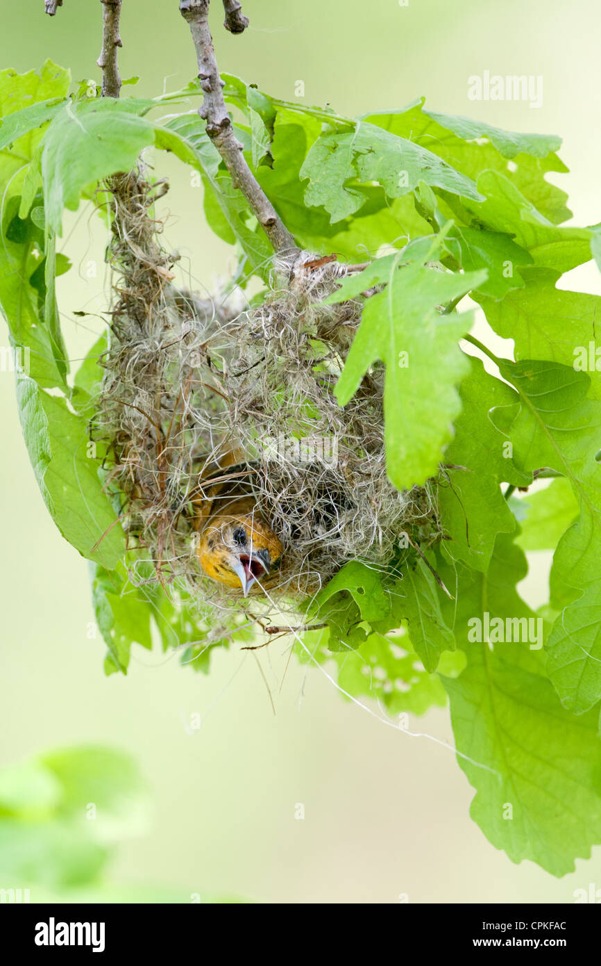 Weibliches Baltimore Oriole Baunest - vertikaler Vogel singvogel Vogel vogel Stockfoto