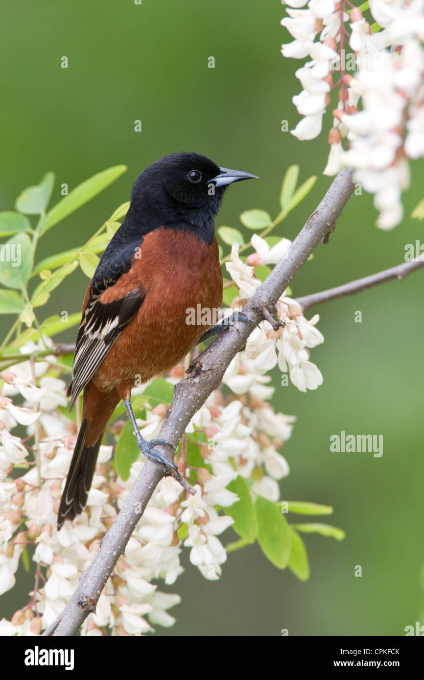 Orchard Oriole Bird songbird hoch oben in Black Locust Flowers blüht - vertikal Stockfoto