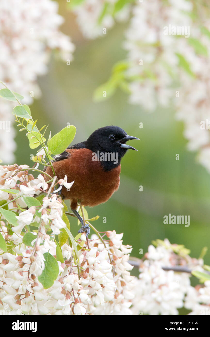 Orchard Oriole Bird songbird hoch oben in Black Locust Flowers blüht - vertikal Stockfoto