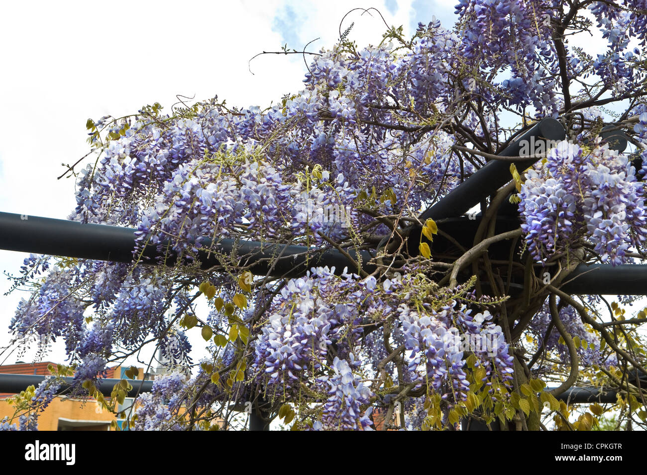 Chinesische Wisteria oder Wisteria Sinensis wachsen und blühen über moderne Pergola im Frühjahr Stockfoto