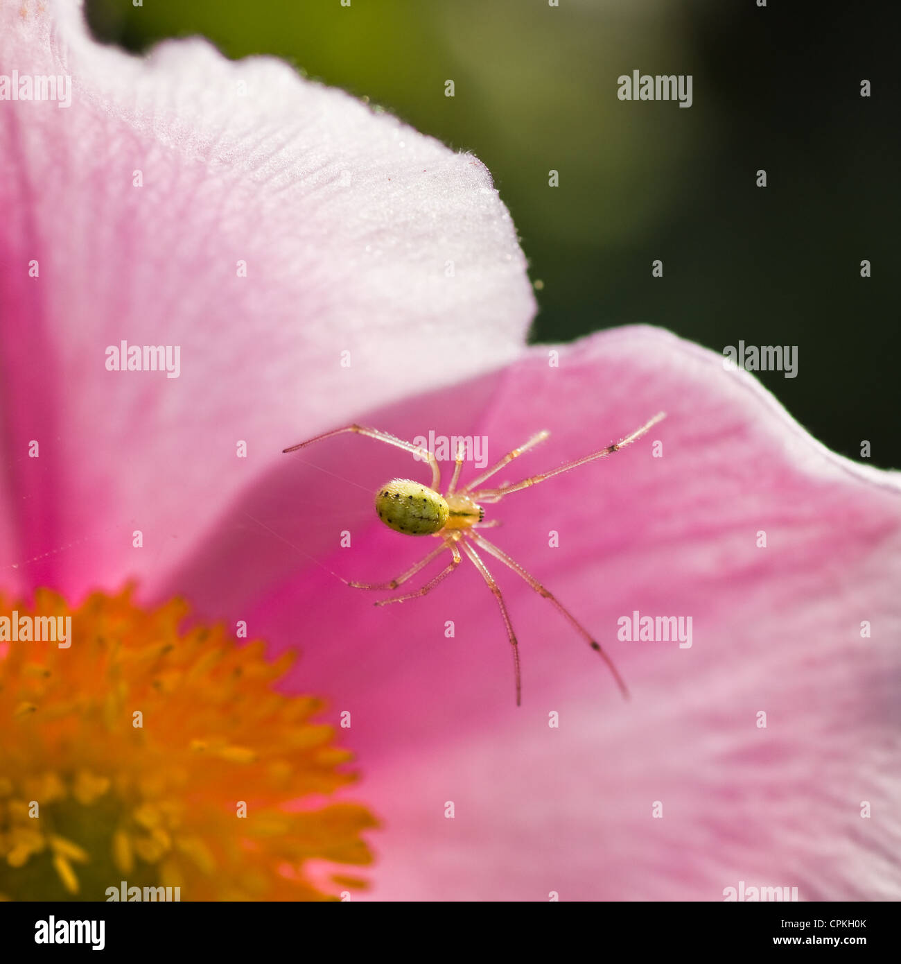 Kleine grüne Spinne versteckt auf japanische Anemone Blüte im Sommer Stockfoto