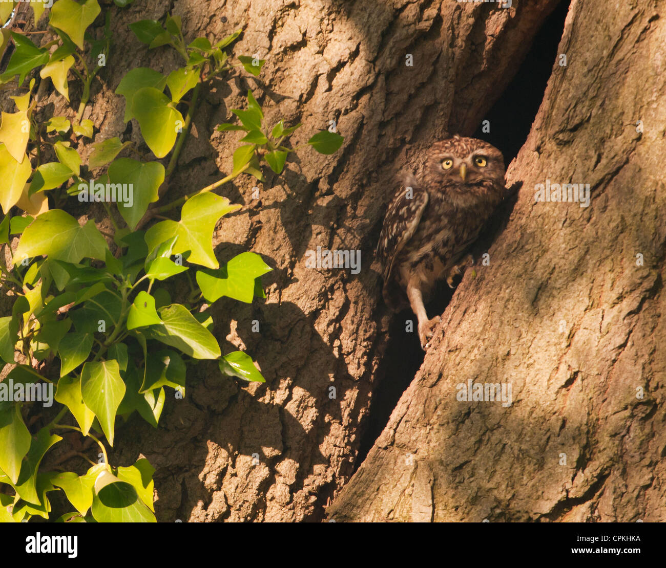 Steinkauz (Athene Noctua) thront außen Eingang der Bruthöhle Stockfoto