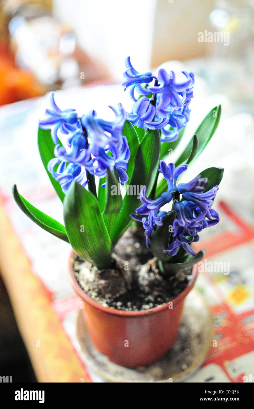 Nahaufnahme der blaue Hyazinthe Blüte Blume im Topf Stockfoto