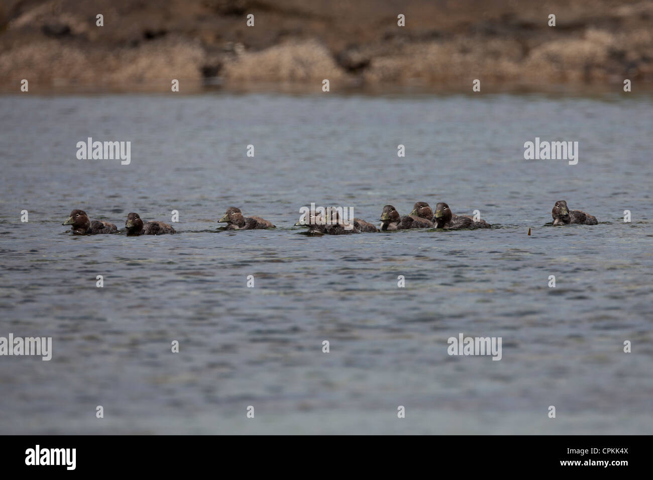 Falkland-Dampfer-Ente (Tachyeres Brachypterus) Gruppe von Jungvögel auf Kadaver Insel in den Falkland-Inseln schwimmen. Stockfoto