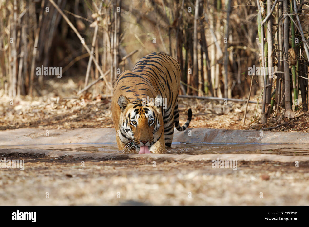 Bengalische Tigerin Durst an der Tadoba Forest, Indien. (Panthera Tigris) Stockfoto