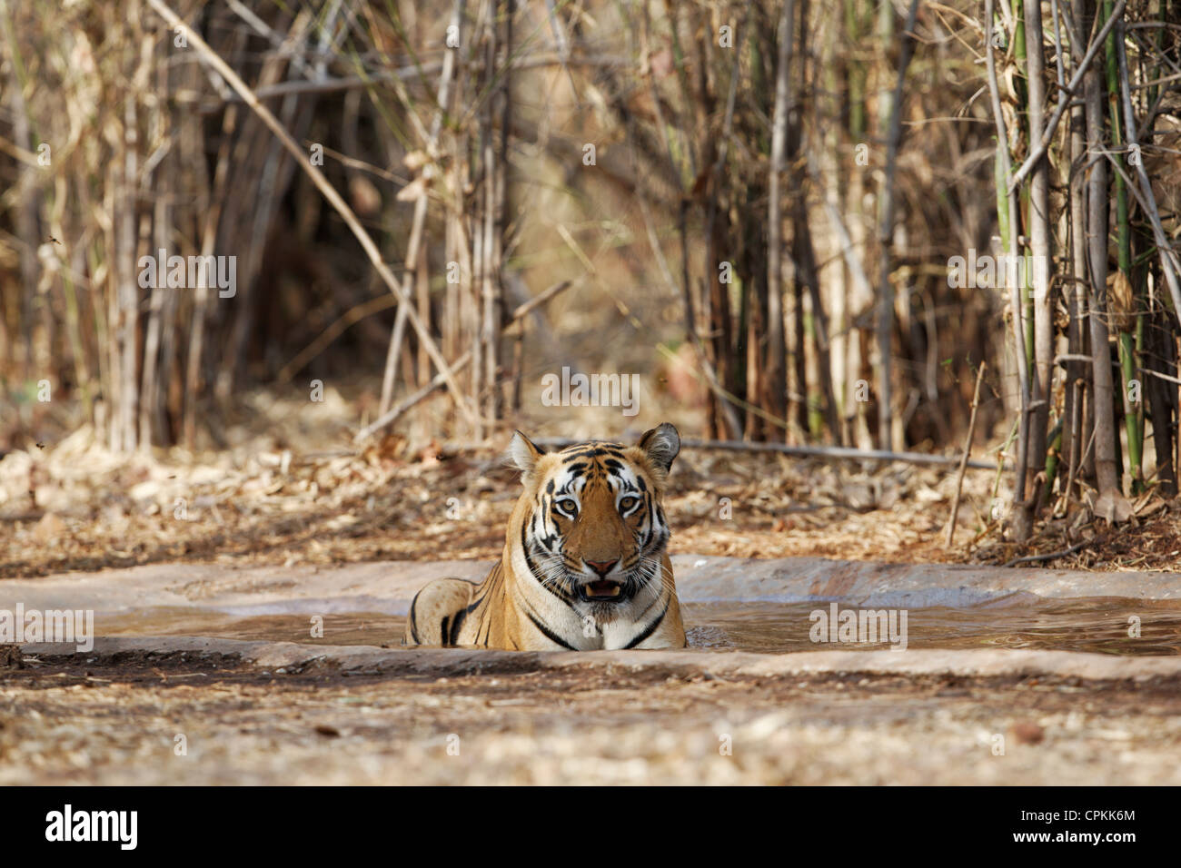 Bengalische Tigerin kühlen Sie ihren Körper in ein Wasserloch, an der Tadoba Forest, Indien. (Panthera Tigris) Stockfoto