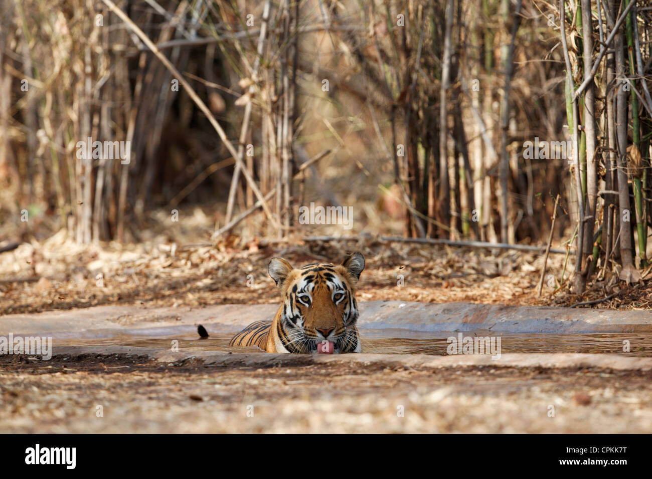 Bengalische Tigerin kühlen Sie ihren Körper in ein Wasserloch, an der Tadoba Forest, Indien. (Panthera Tigris) Stockfoto