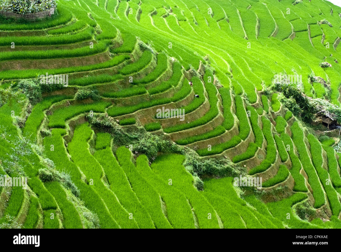 Grün terrassierten Reisfelder in Sapa, Vietnam Stockfoto