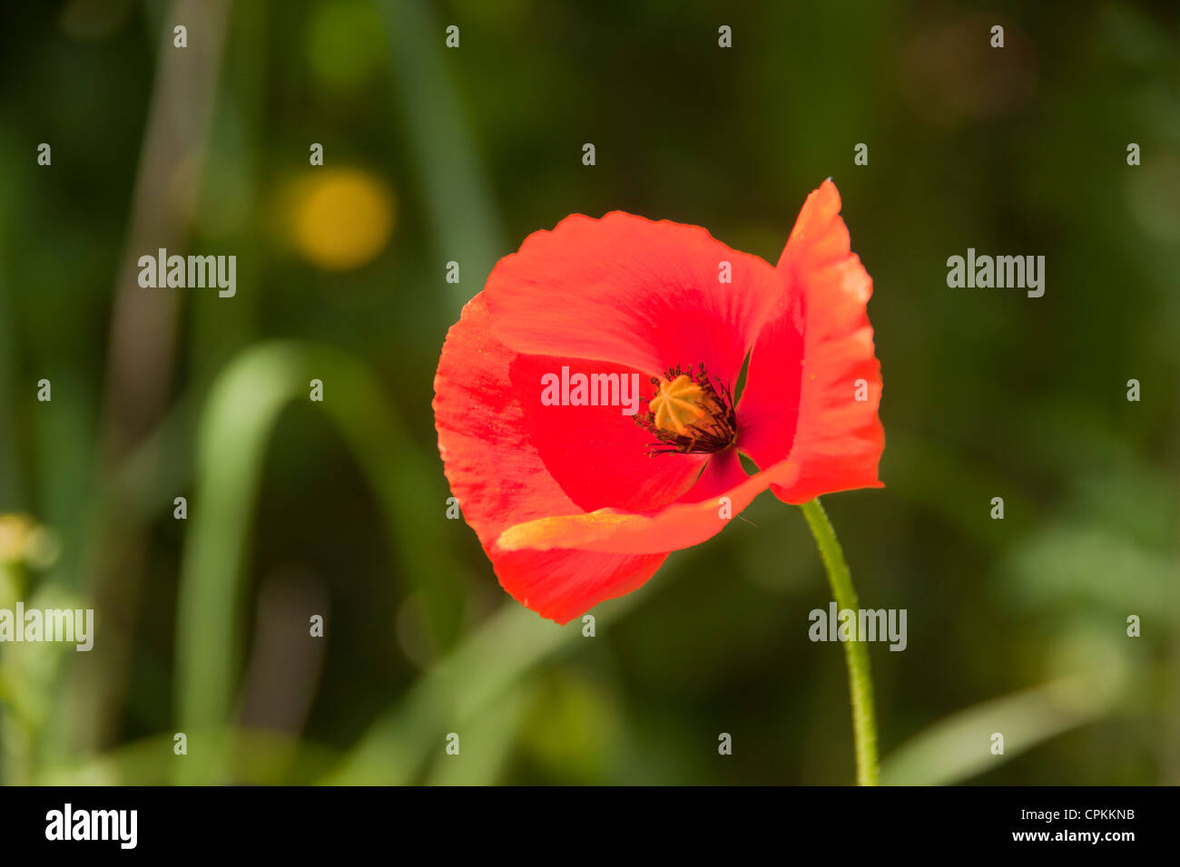 Papaver Orientale, riesige rote orientalische Mohn Stockfoto