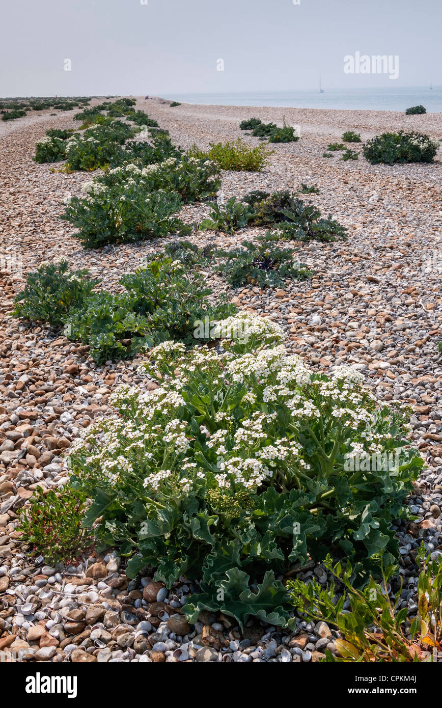 Sea Kale wachsen auf einen Kiesstrand, Pagham Harbour, West Sussex, England, UK (Crambe maritima) Stockfoto