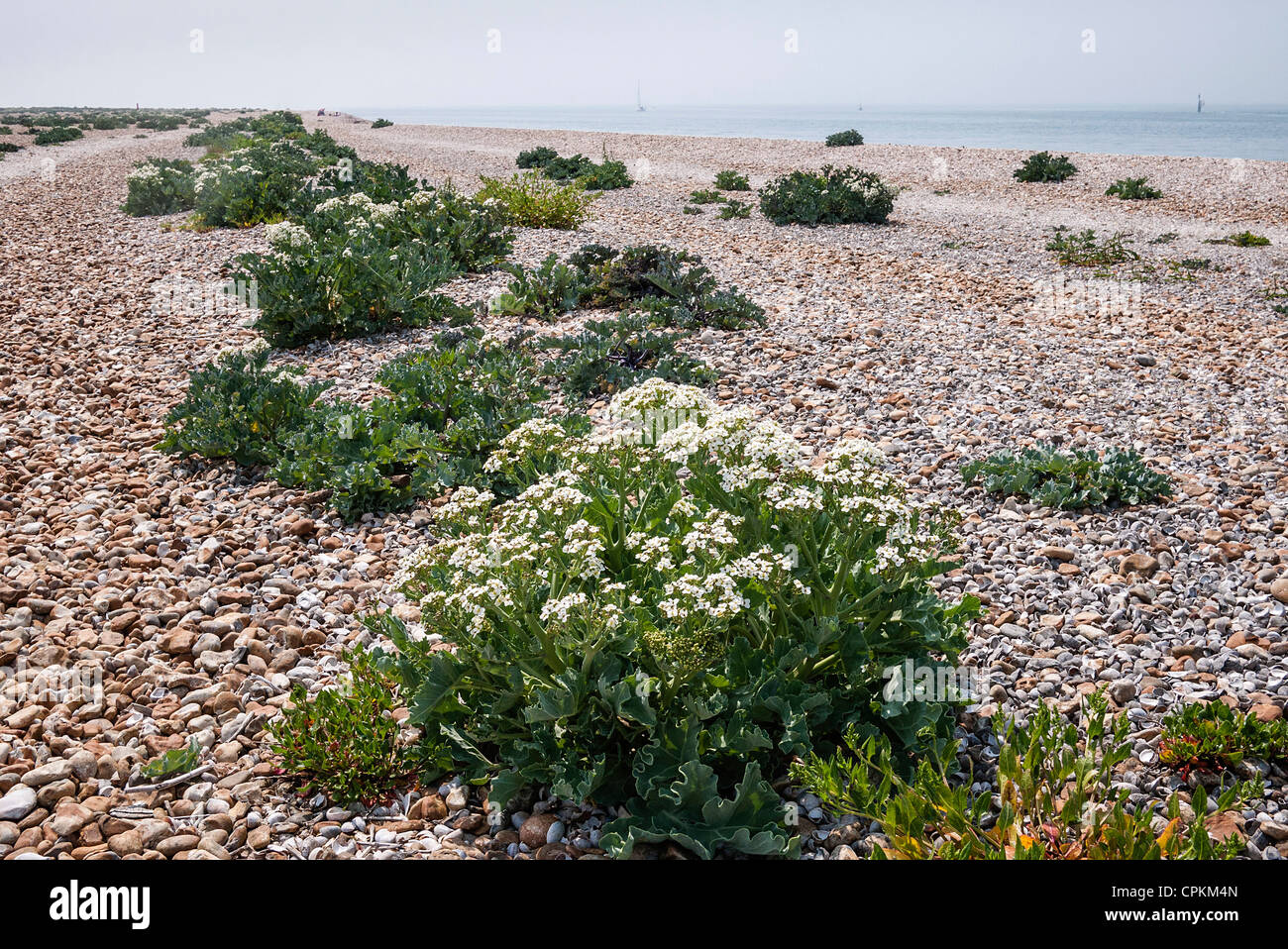 Sea Kale wachsen auf einen Kiesstrand, Pagham Harbour, West Sussex, England, UK (Crambe maritima) Stockfoto
