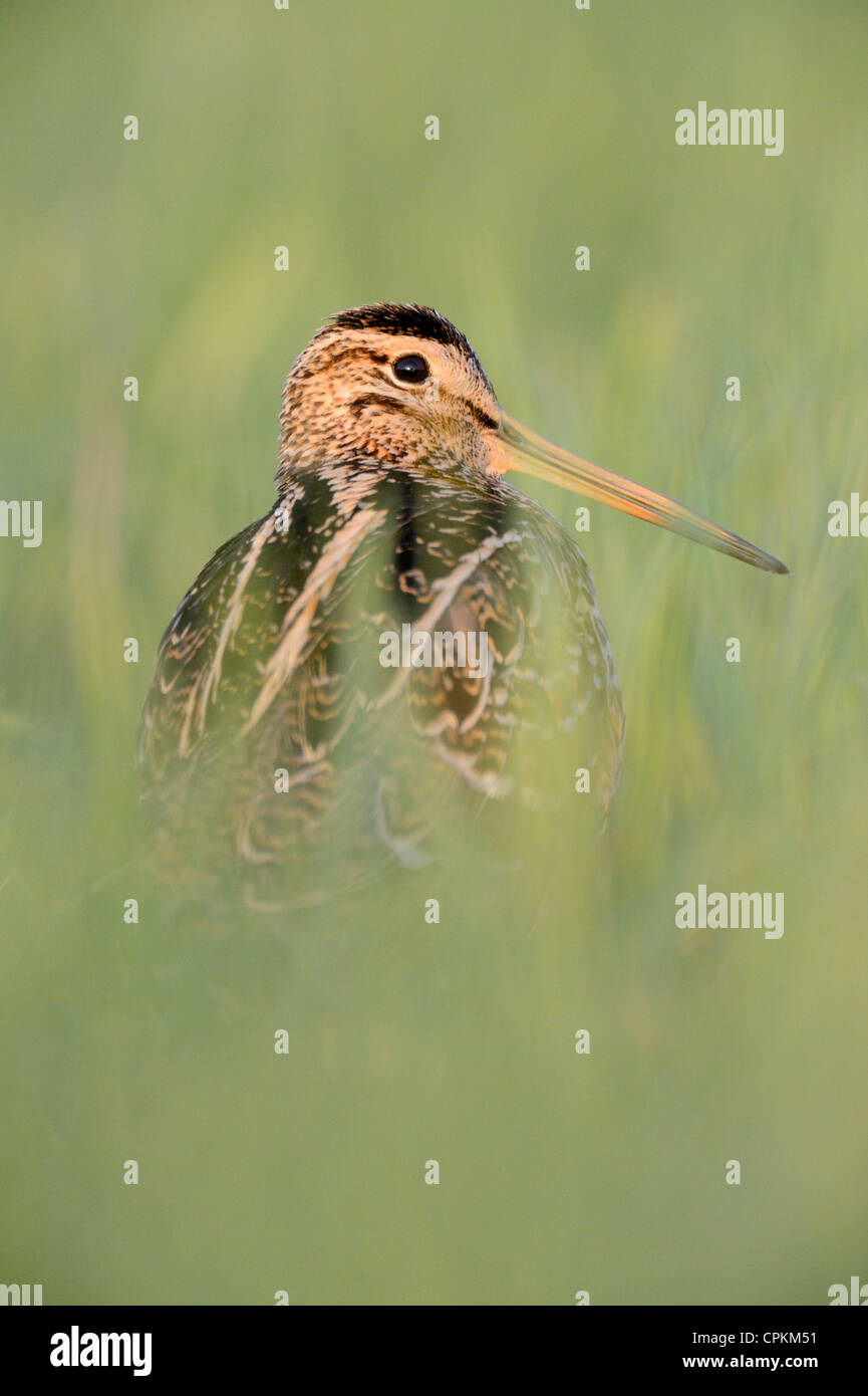 Tolle Snipe in einem Feld in Belarus Stockfoto