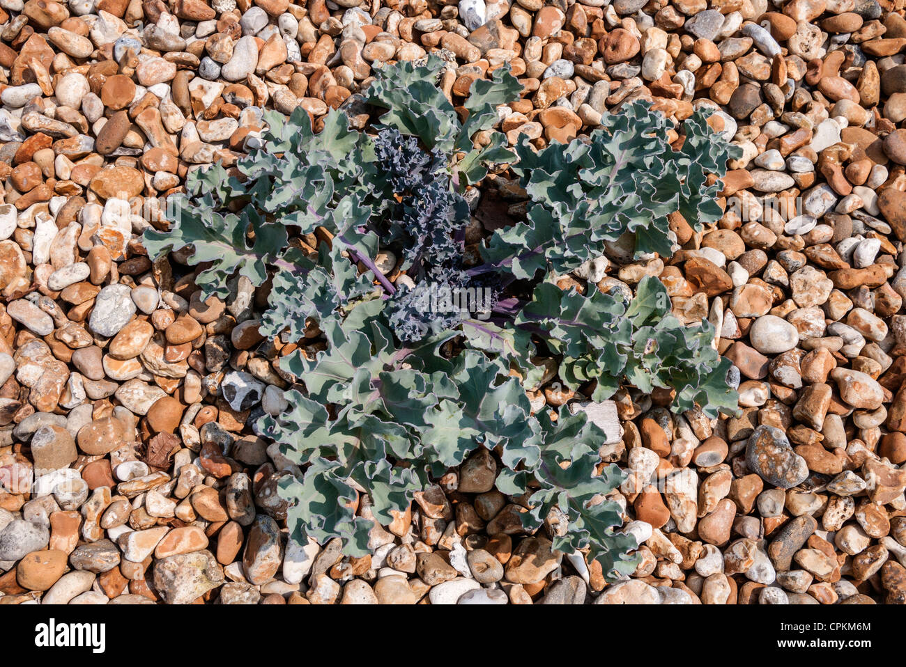 Sea Kale wachsen auf einen Kiesstrand, Pagham Harbour, West Sussex, England, UK (Crambe maritima) Stockfoto