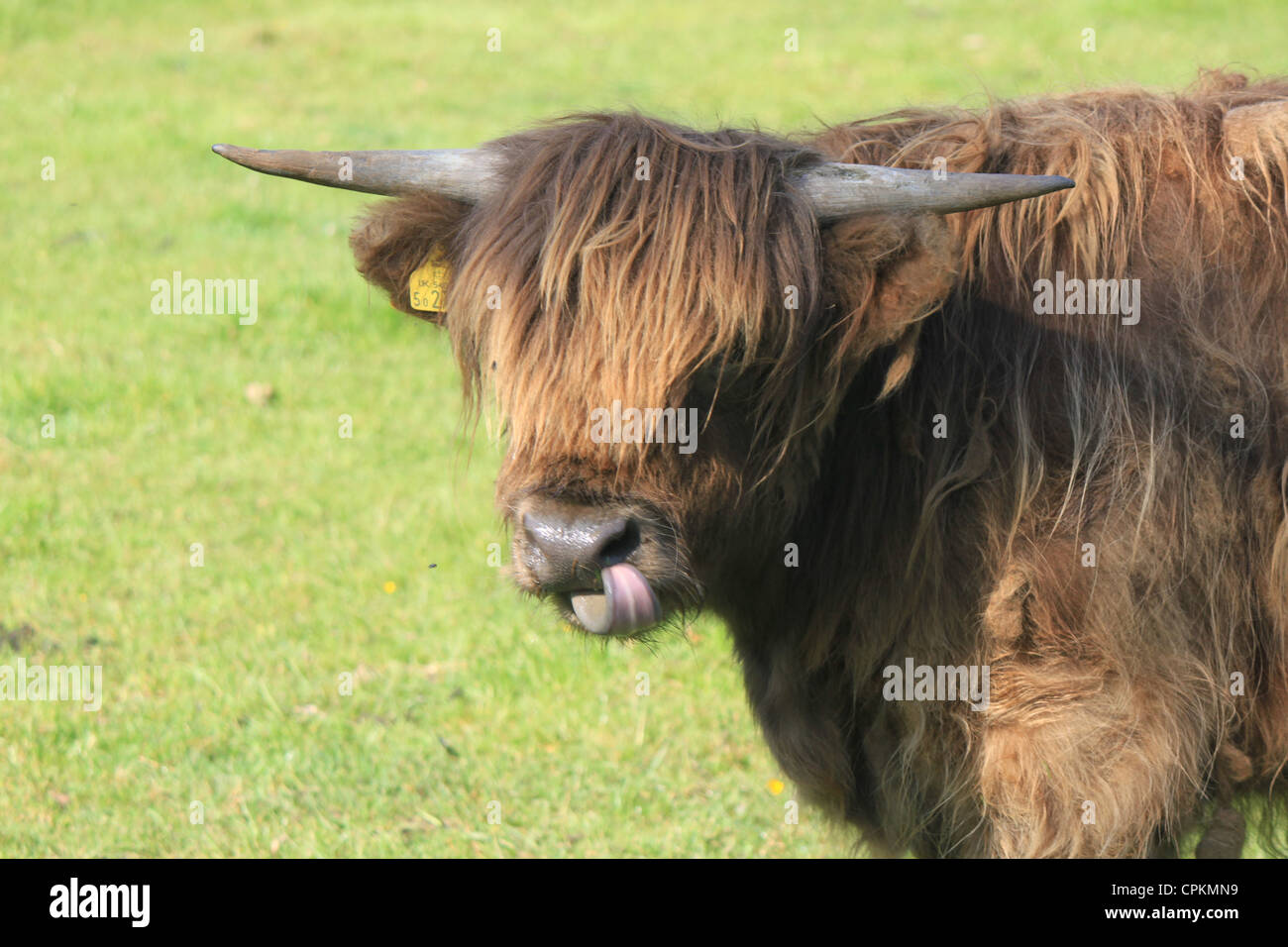 Highland Kuh mit Zunge raus (Tayside, Schottland) Stockfoto