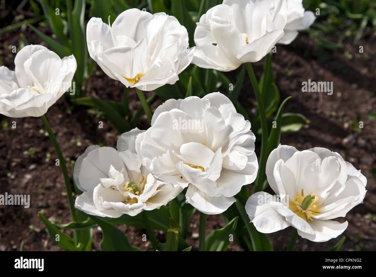 schöne weiße Tulpe Tulpen blühen gegen grün Blätter braune Erde in Clinton Gemeinschaftsgarten auf Frühling Tag New York City Stockfoto