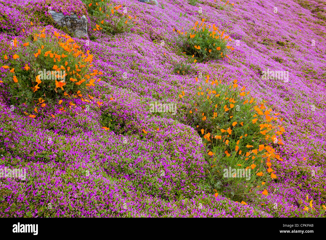 Frühling auf der kalifornischen Highway 1, CA, USA Stockfoto
