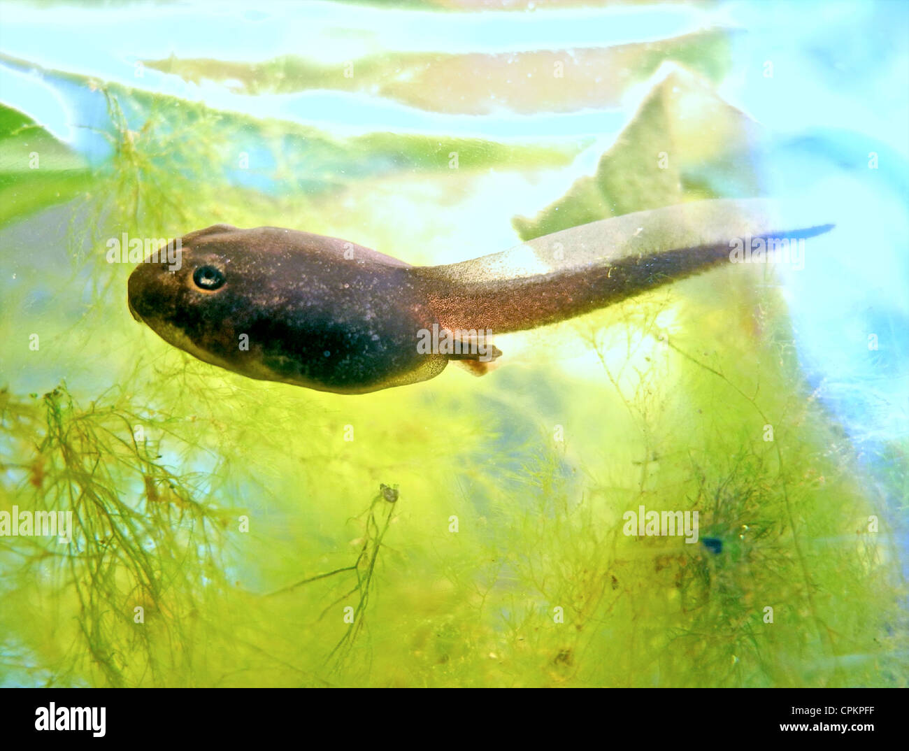Frösche und kröten Fotos und Bildmaterial in hoher Auflösung Alamy