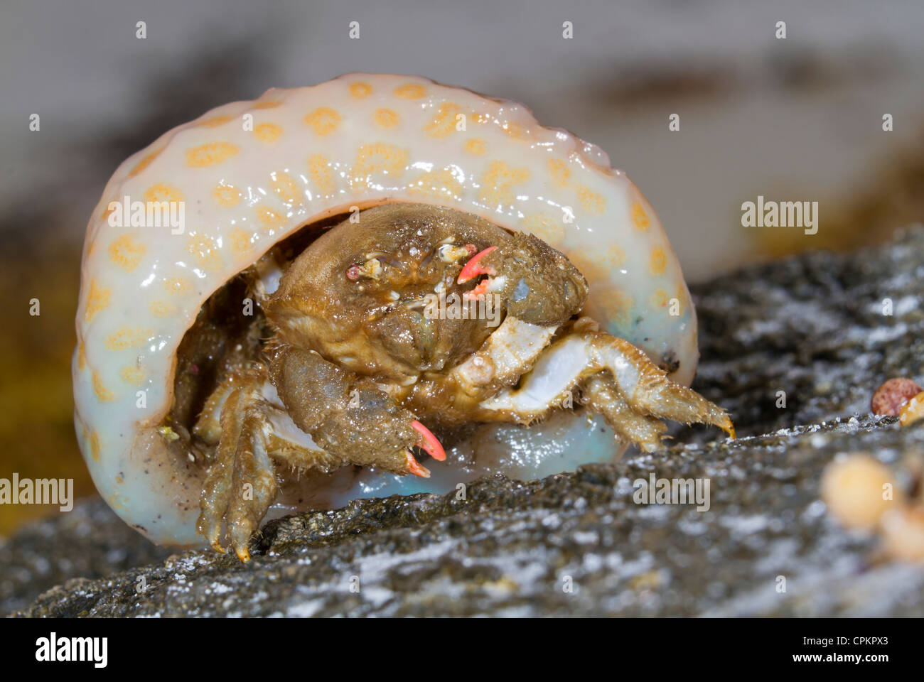 Shellback Krabbe (Hypoconcha Arcuata) mit einer Koralle als Abdeckung (Panama City Beach, Florida, USA) Stockfoto