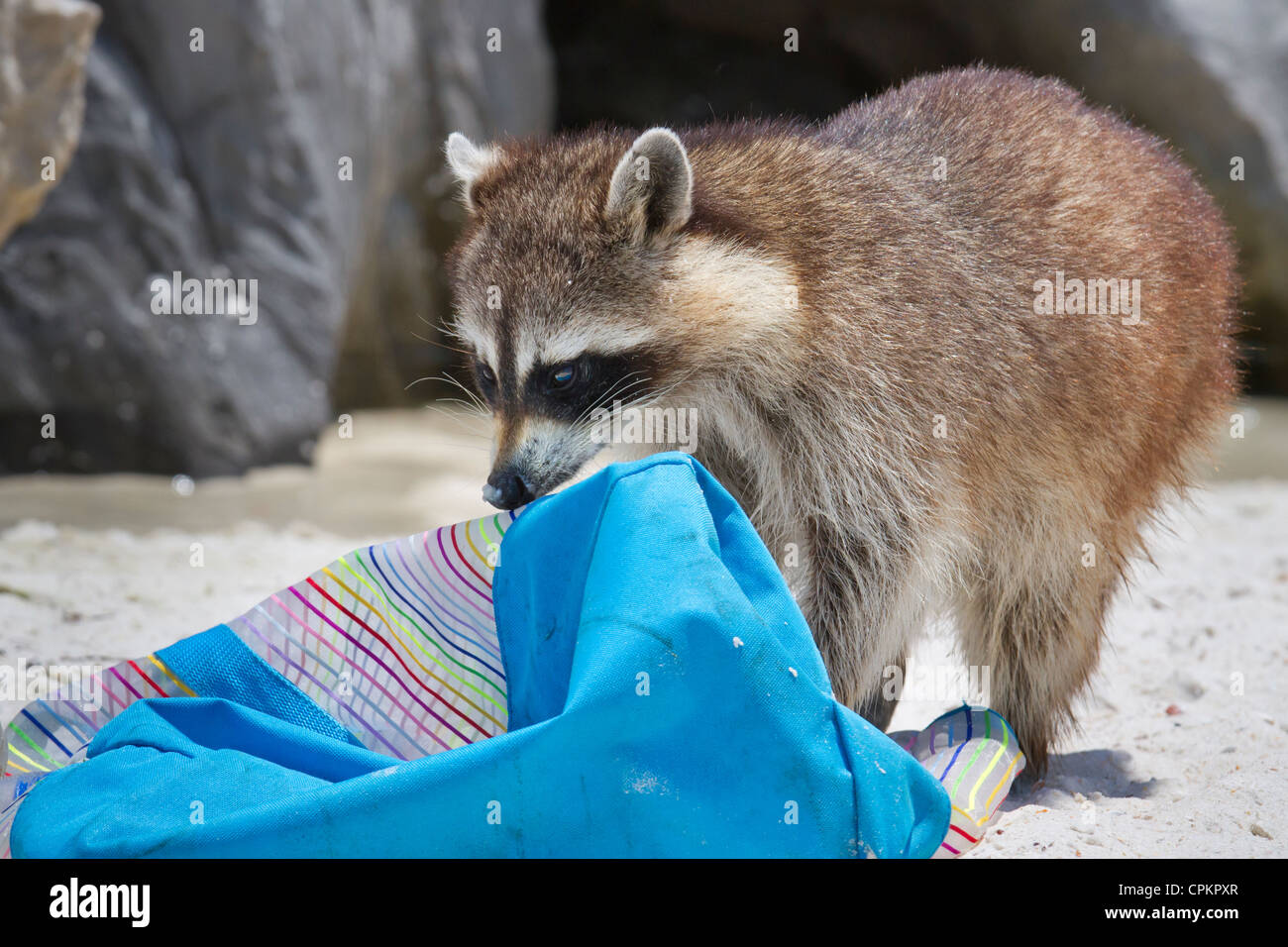 Waschbär (Procyon Lotor) Aufräumvorgang am Florida-Strand (St. Andrews State Park, Panama City Beach, Florida, USA). Stockfoto