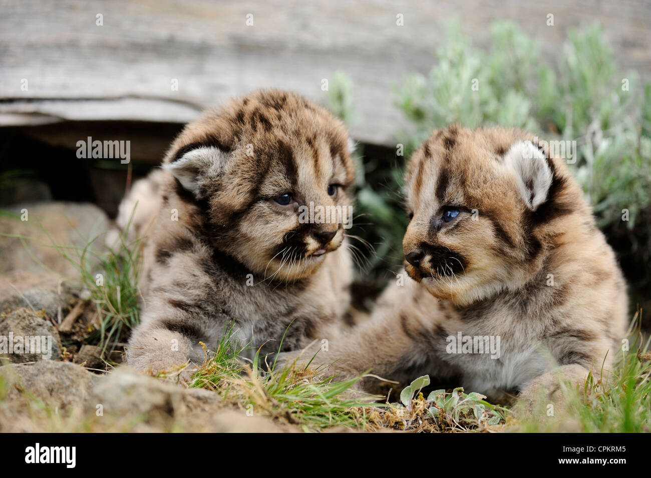 Mountain Lion cougar Puma (Puma concolor) Kitten - captive Muster, Bozeman, Montana, USA Stockfoto