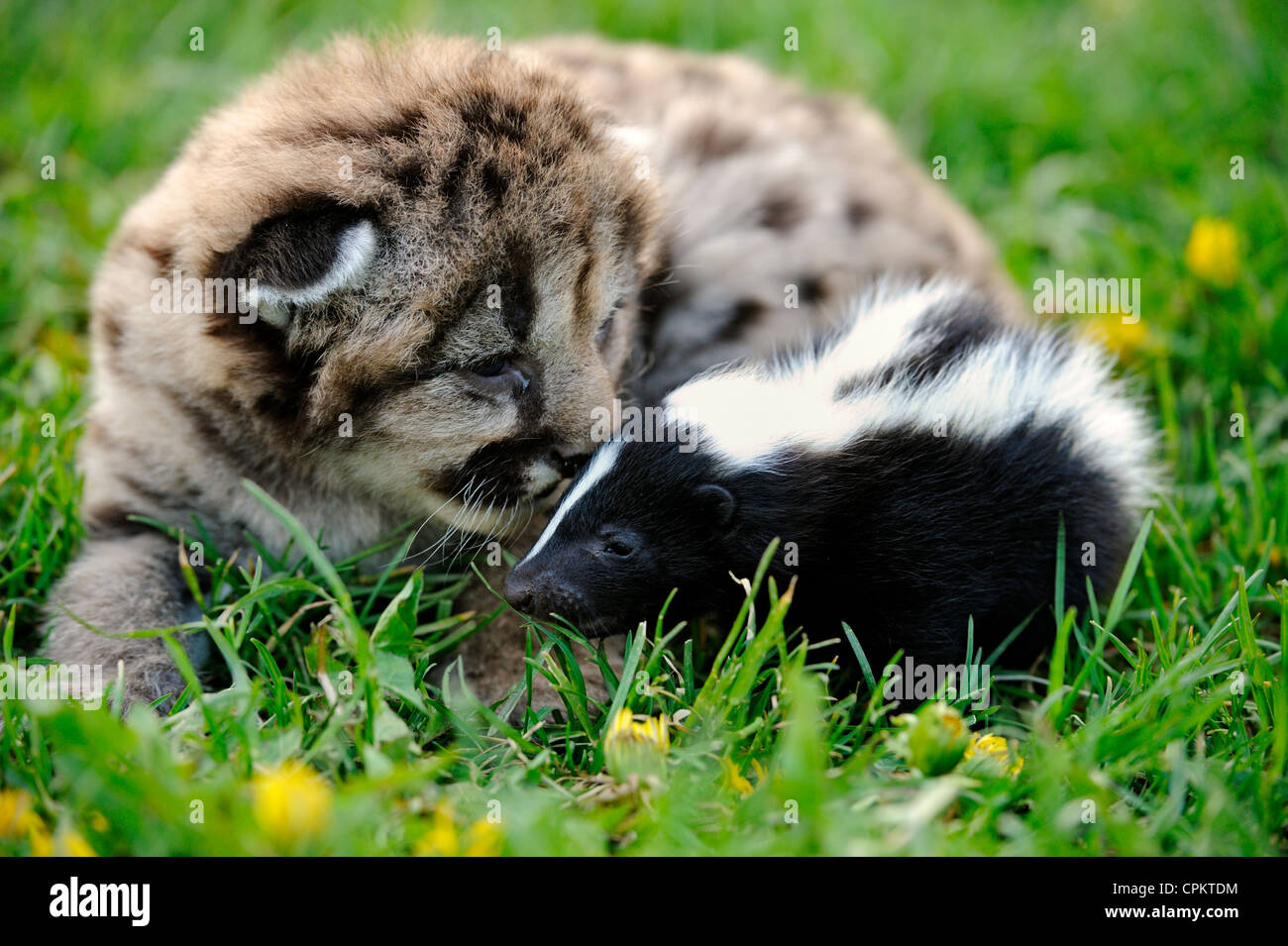 Mountain Lion cougar Puma (Puma concolor) Katze mit Baby skunk - captive  Muster, Bozeman, Montana, USA Stockfotografie - Alamy