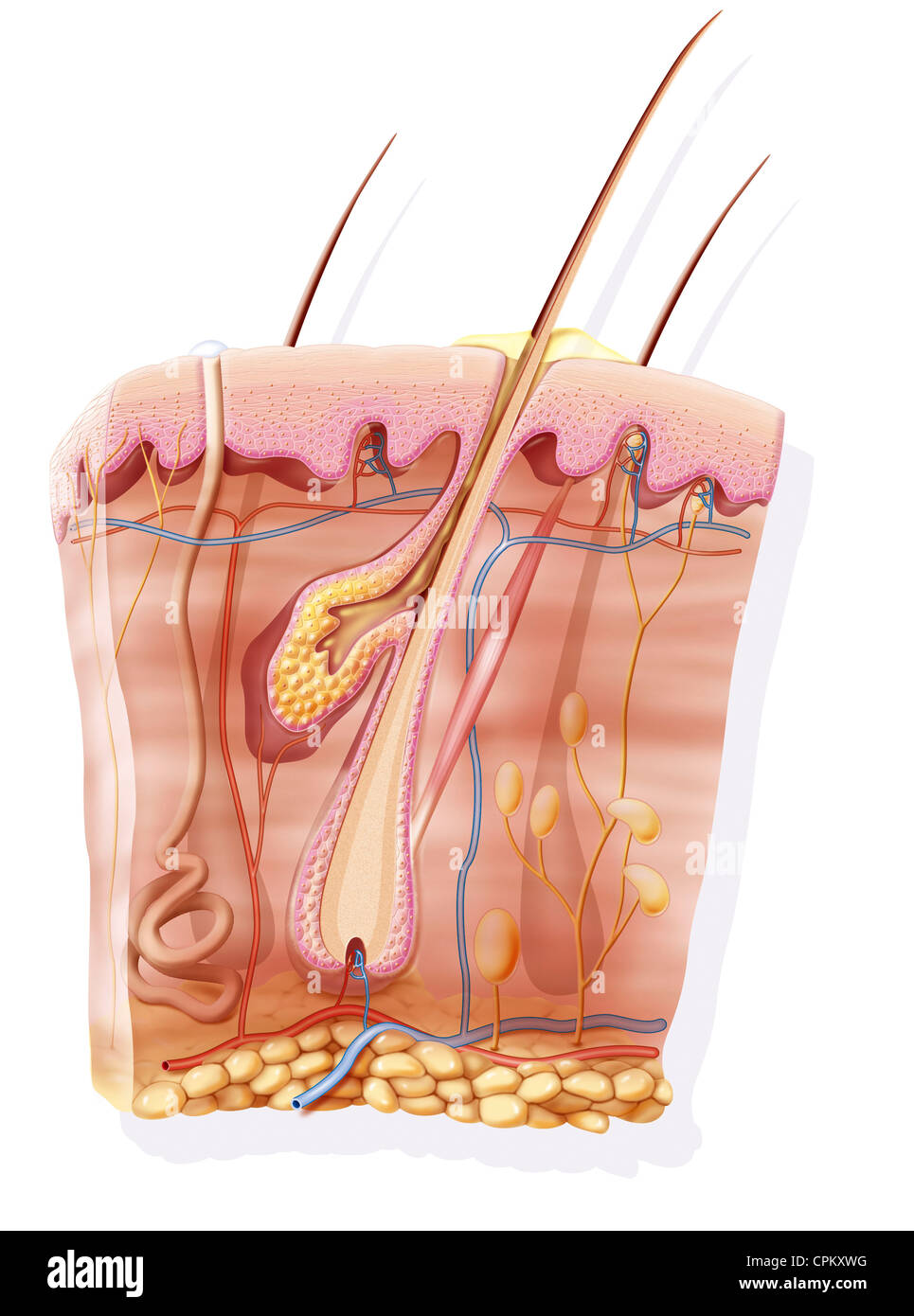 HAUT, ILLUSTRATION Stockfoto