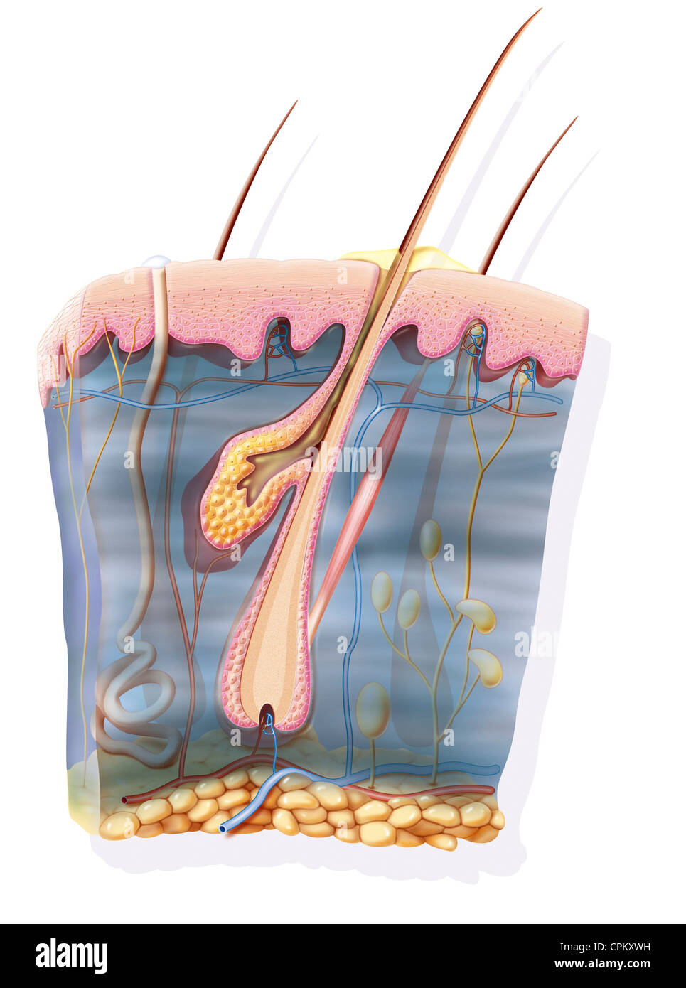 HAUT, ILLUSTRATION Stockfoto