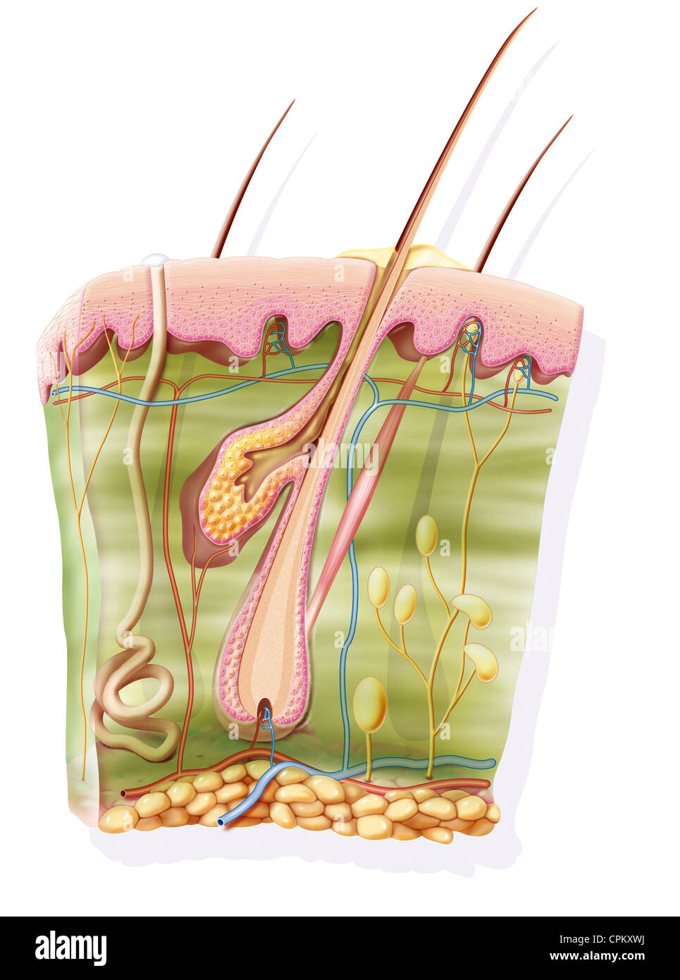 HAUT, ILLUSTRATION Stockfoto