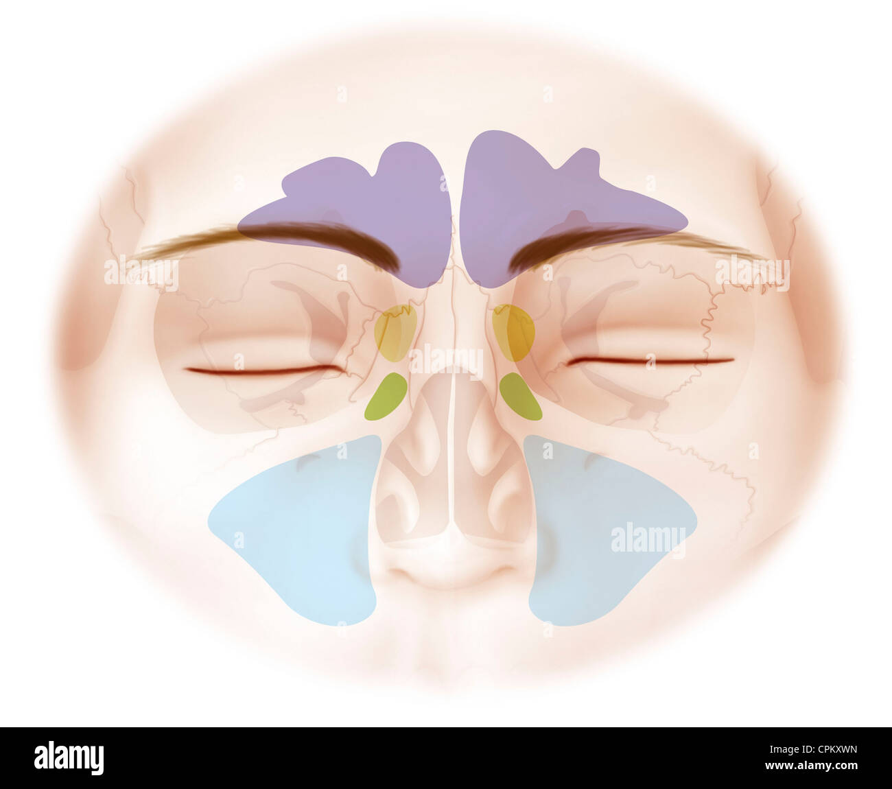 SINUS, ZEICHNUNG Stockfoto