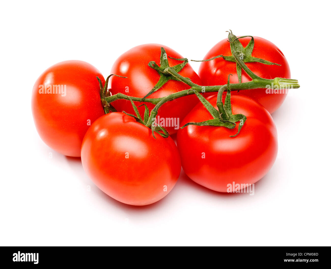 Tomaten am Rebstock Stockfoto