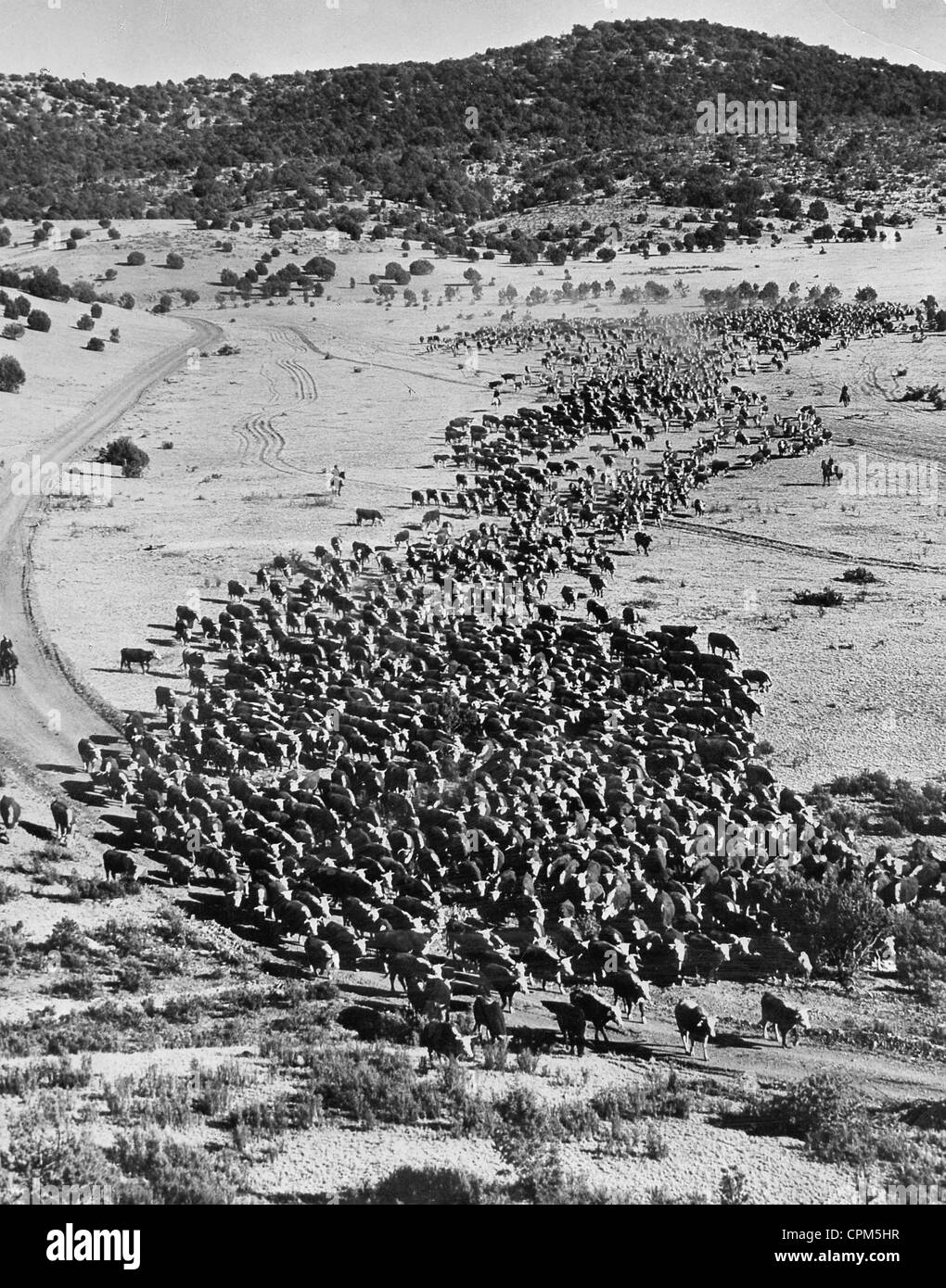 Tiere in Argentinien, ca. 1930 Stockfoto