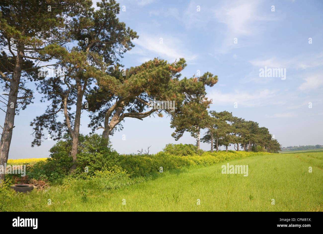 Nadelbaum Bäume uralte Grenze Marker Shottisham, Suffolk, England Stockfoto