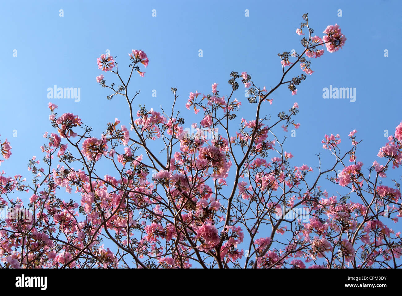 Tebebuia Flower(Pink trumpet) blühen im Frühling Stockfoto