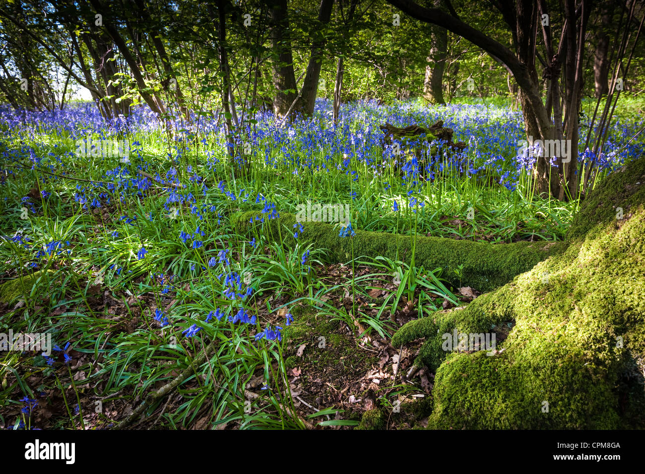 Frühling Bluebell Holz Stockfoto