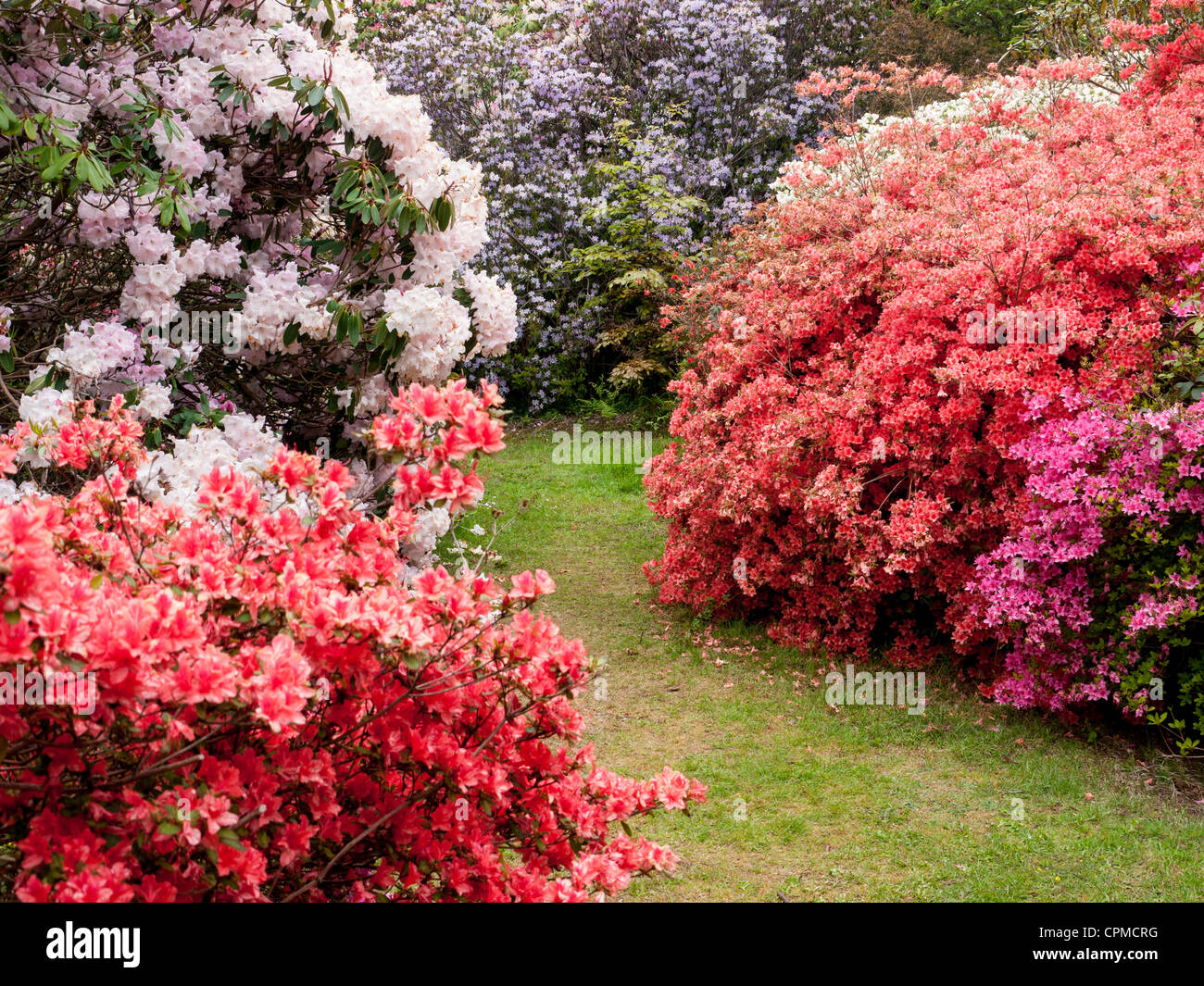 Azaleen und Rhododendren in Exbury Gardens, Hampshire. UK Stockfoto